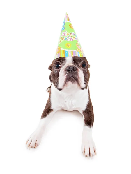 Lindo Bebé Boston Terrier Sobre Fondo Blanco Con Sombrero Cumpleaños — Foto de Stock