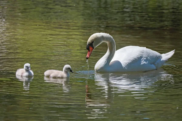 Cygne Mère Avec Deux Cygnes Nageant Dans Une Rivière — Photo