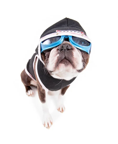 Boston Terrier Blue Goggles Hoodie Studio Shot Isolated White Background — Stock Photo, Image