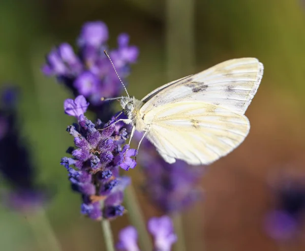 Cabbage Butterfly Feeding Nectar — Stock Photo, Image