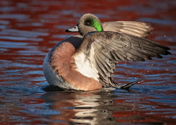 Wigeon Batiendo Sus Alas Estanque —  Fotos de Stock