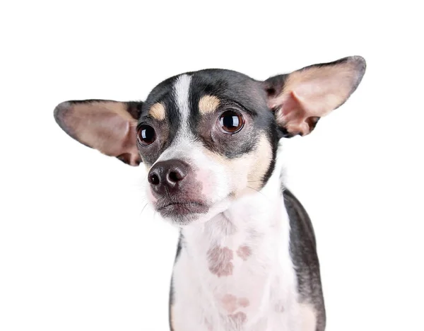 pet stroller walmart