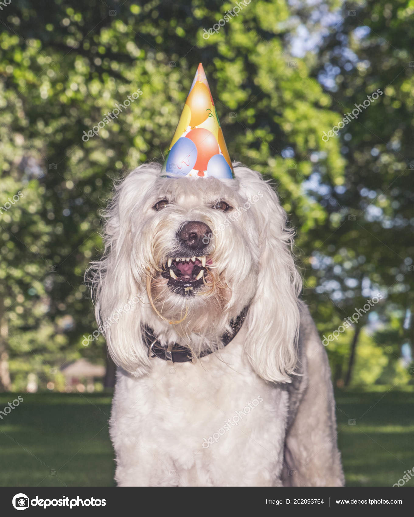 goldendoodle funny pictures