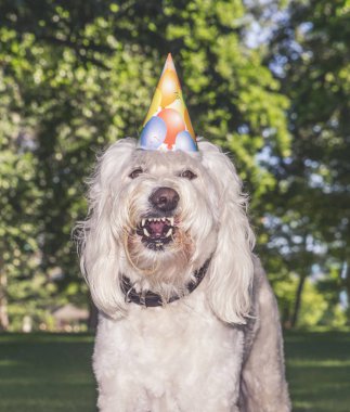 komik goldendoodle üzerinde bir parkta Doğum günü şapkası ile pasta yemek