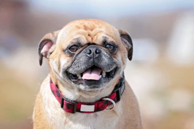 close up of a pug with his tongue out on a summer day clipart