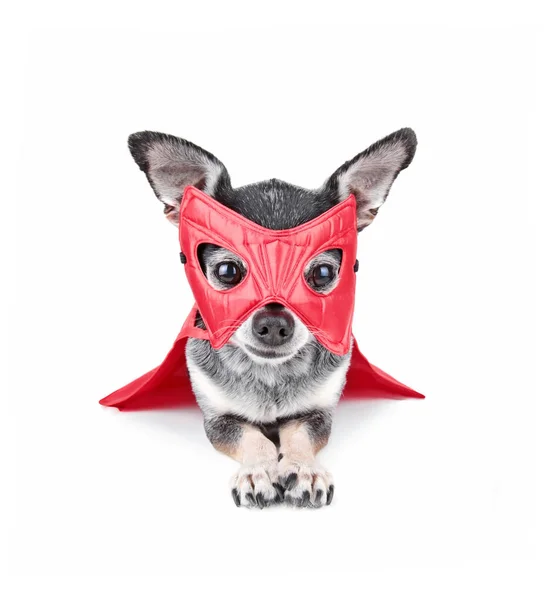 Söt Chihuahua Med Röd Superhjälte Mask Isolerade Vit Bakgrund — Stockfoto