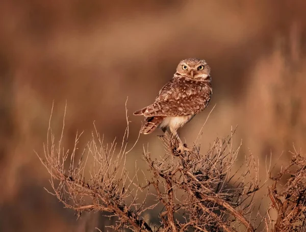 Lindo Búho Excavador Encaramado Parte Superior Sagebrush Atardecer — Foto de Stock