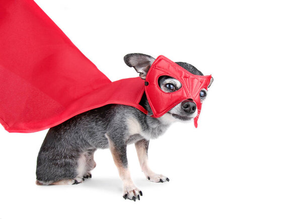 cute chihuahua with a cape and super hero mask on