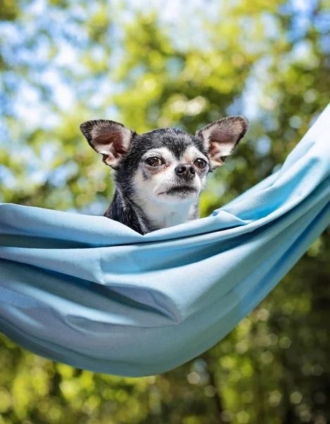 Carino Chihuahua Amaca Fuori Sole Una Calda Giornata Estiva — Foto Stock