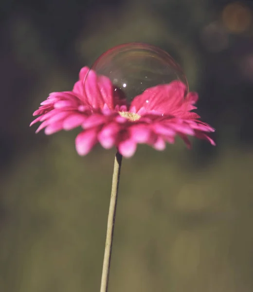 Burbuja Jabón Una Flor Con Dof Muy Poco Profundo Tonificado —  Fotos de Stock