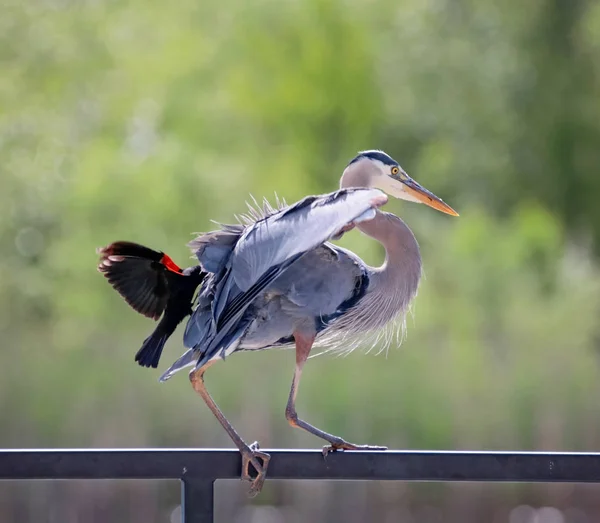 Großer Blauer Reiher Wird Von Einem Rot Geflügelten Schwarzen Vogel — Stockfoto