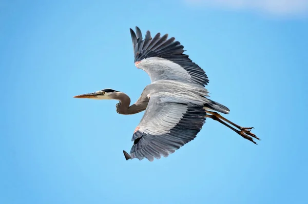 Großer Blauer Reiher Fliegt Gegen Einen Schönen Blauen Himmel — Stockfoto