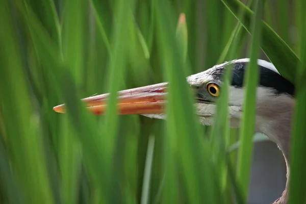 Great Blue Heron Förfölja Sitt Byte Vassen — Stockfoto