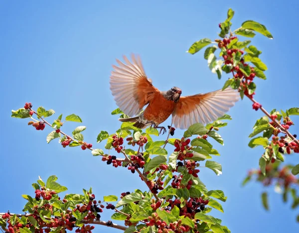 Robin Opvliegende Een Moerbeiboom Eten Bessen — Stockfoto