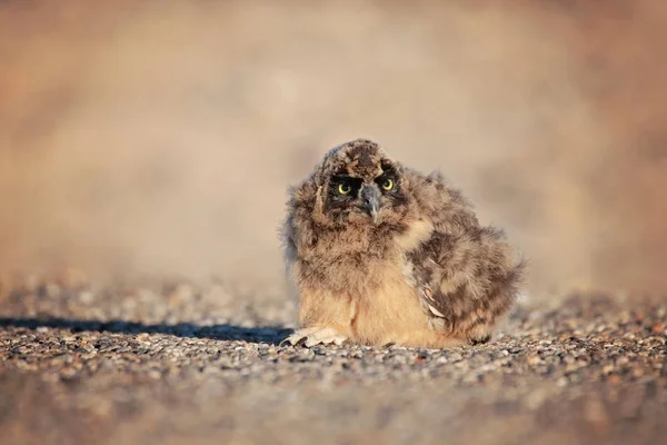 Korte Phayre Owlet Zitten Het Midden Van Straat — Stockfoto