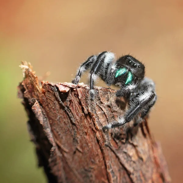 Bold jumper spider on a stick — Stock Image Bold Jumper Spider Stick Stock Image