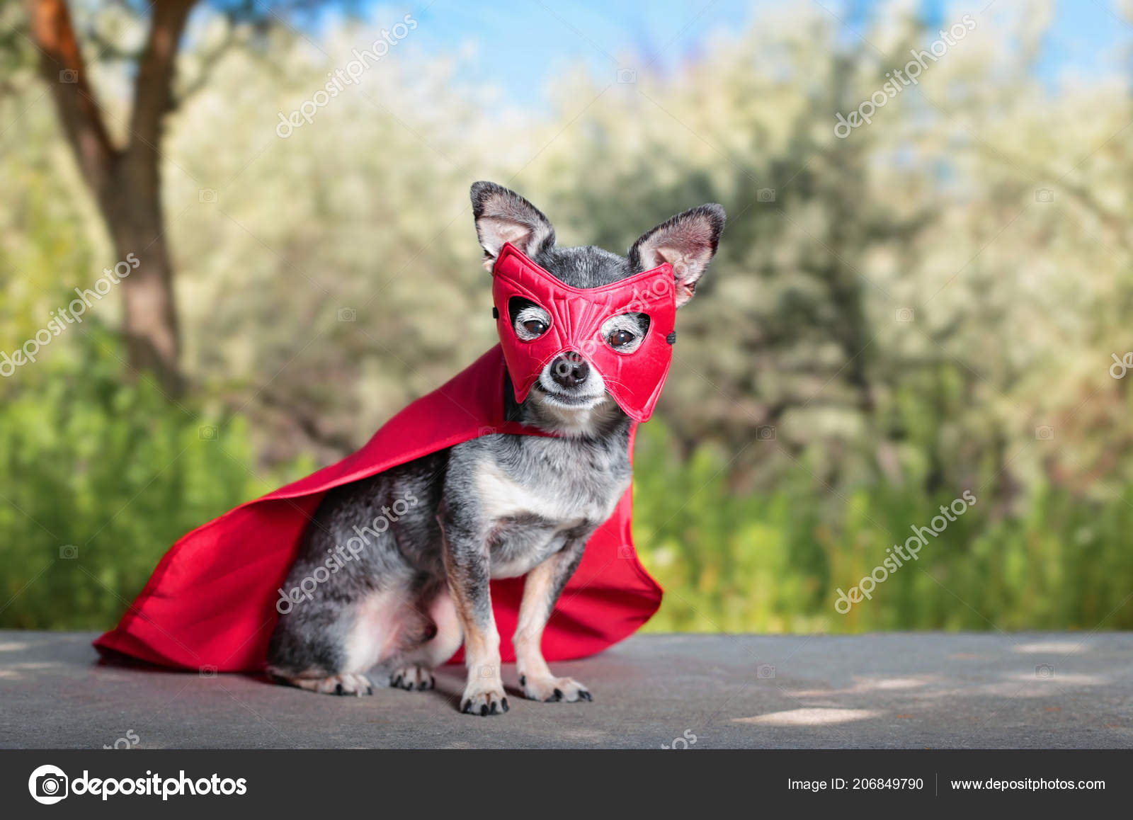Stockfotos Hund Kumpel Bilder Stockfotografie Hund Kumpel Lizenzfreie Fotos Seite 2 Depositphotos