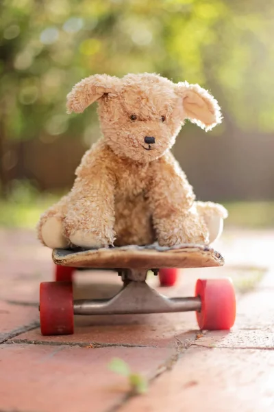 Schattige Beer Een Skateboard Bij Vroege Aanbreken Met Zonsopgang Achter — Stockfoto