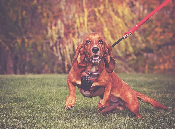 Boldog Borzeb Vadászkutyával Vadászik Friss Zöld Gazdája Tárolás Egy Póráz — Stock Fotó