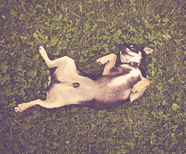 レトロなビンテージ Instagram フィルターとトーンのかわいいチワワをおなかで草でローリング — ストック写真