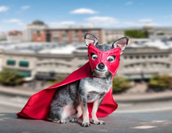 Carino Chihuahua Seduto Una Panchina Costume Super Eroe Fuori — Foto Stock