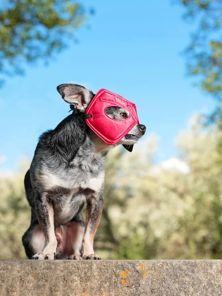 Schattige Chihuahua Zittend Een Bankje Een Superheld Kostuum Buiten — Stockfoto