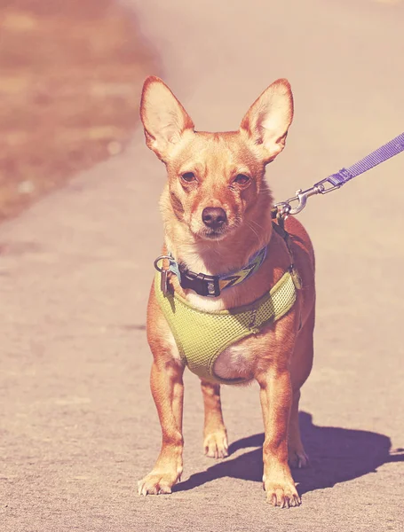 Niedlichen Chihuahua Mit Geschirr Und Leine Fuß Auf Einem Pfad — Stockfoto