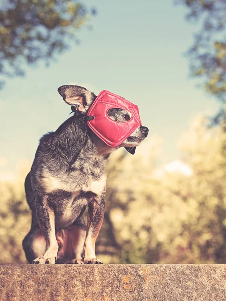 Carino Chihuahua Seduto Una Panchina Costume Super Eroe Fuori Tonica — Foto Stock