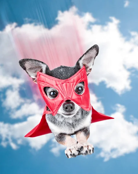 Cute Chihuahua Super Hero Costume Flying Sky — Stock Photo, Image