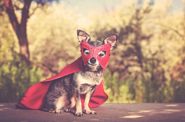 Lindo Chihuahua Sentado Banco Disfraz Superhéroe Exterior Tonificado Con Filtro —  Fotos de Stock