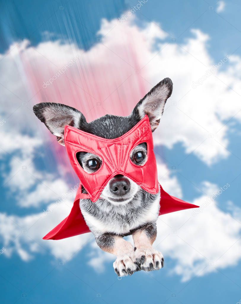 cute chihuahua in a super hero costume flying through the sky