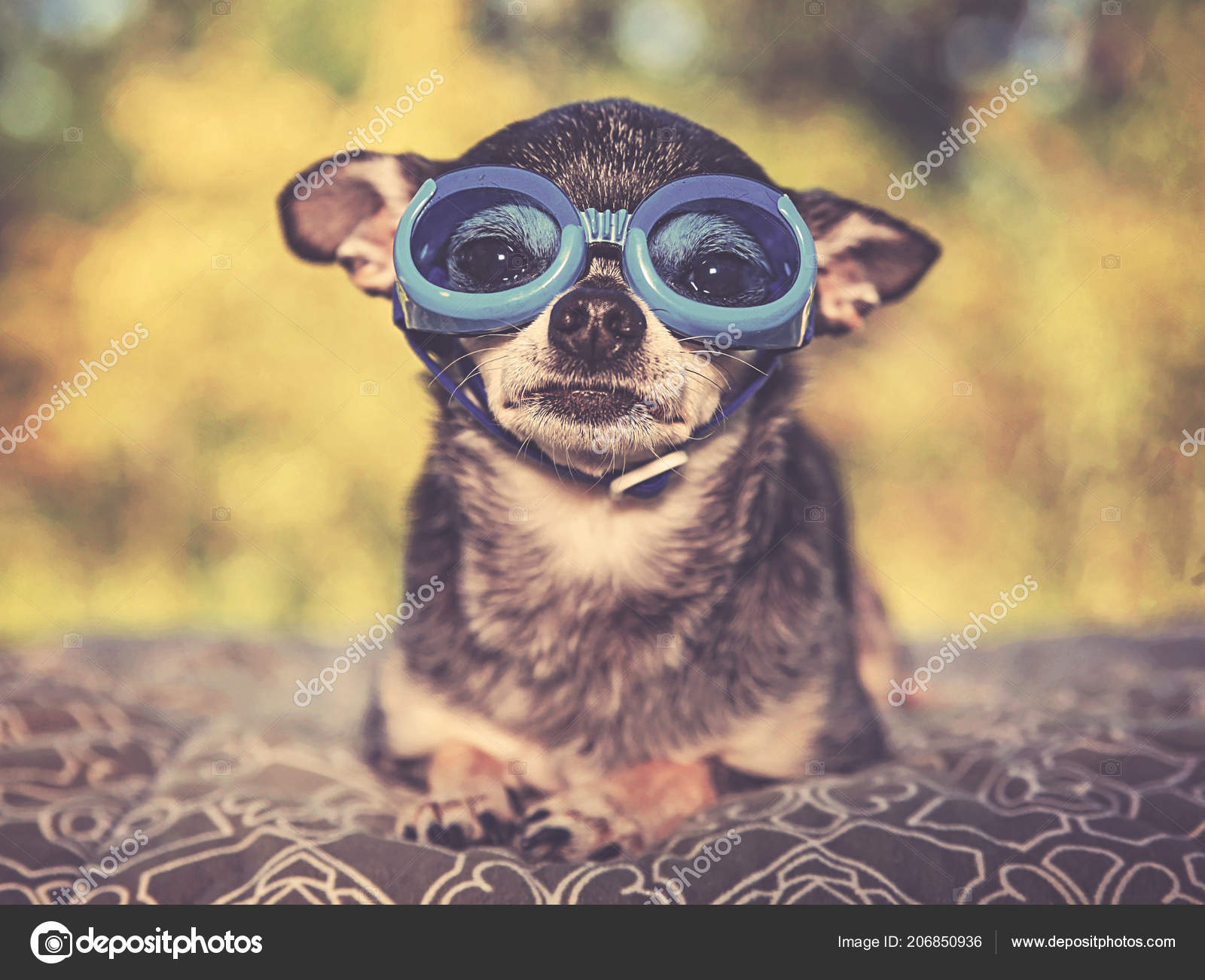 goggles for chihuahuas