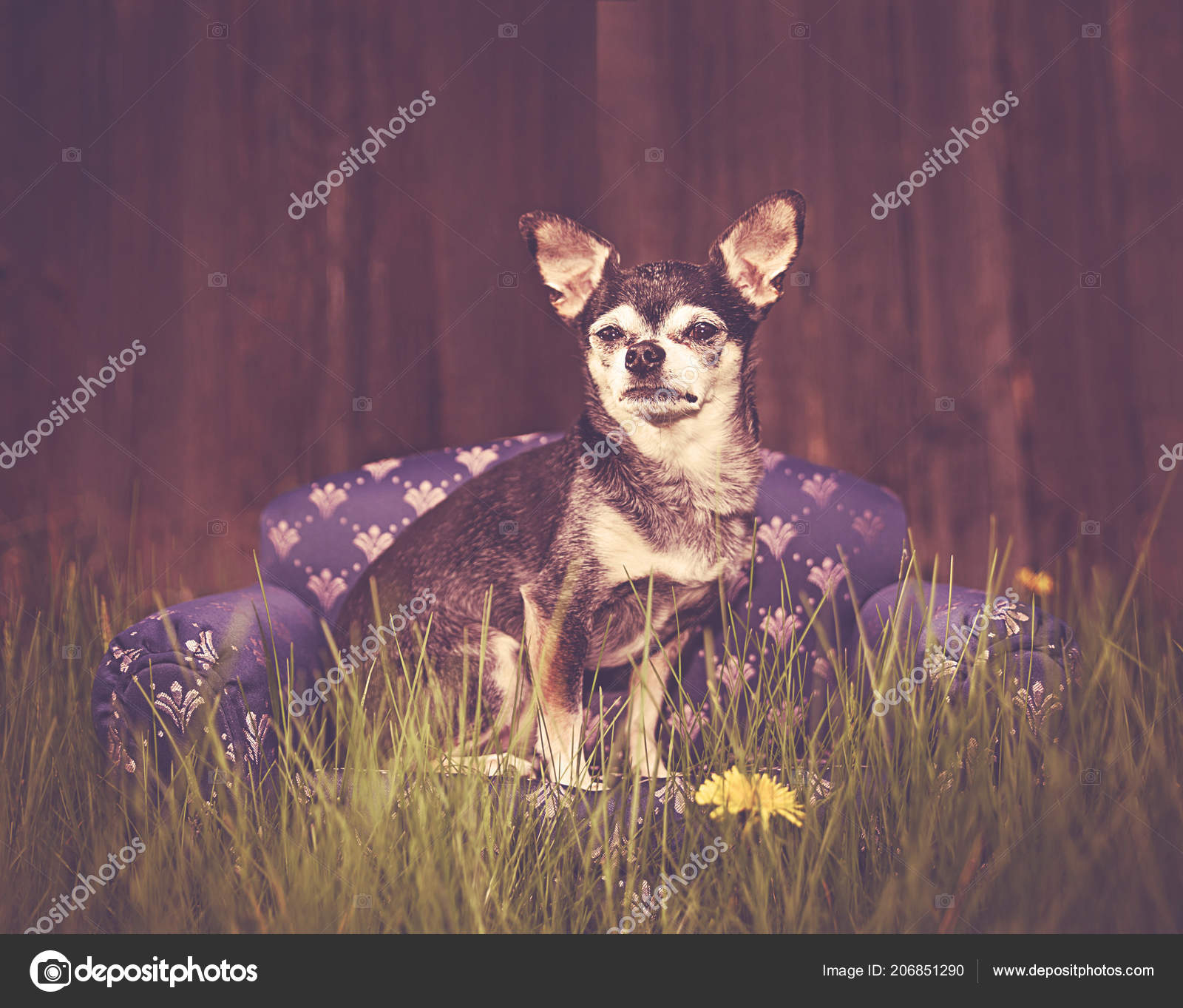 レトロなビンテージ Instagram フィルターとトーンの木製の前に座って可愛いチワワ子犬 ストック写真 C Graphicphoto レトロなビンテージ Instagram フィルターとトーンの木製の前に座って可愛いチワワ子犬 ストック写真 C Graphicphoto