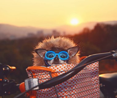 şirin chihuahua gündoğumu hoodie ve gözlük ile bir bisiklet sepete oturmak