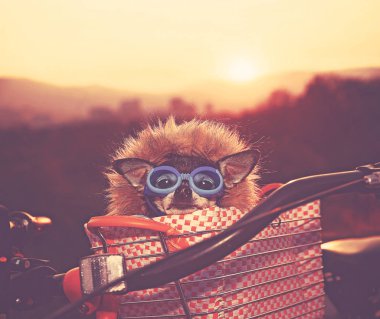 şirin chihuahua gündoğumu hoodie ve retro vintage instagram filtresiyle tonda gözlük ile bir bisiklet sepete oturmak 