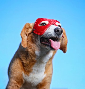 süper kahraman maske ve mavi gökyüzü karşı dilini ile şirin beagle