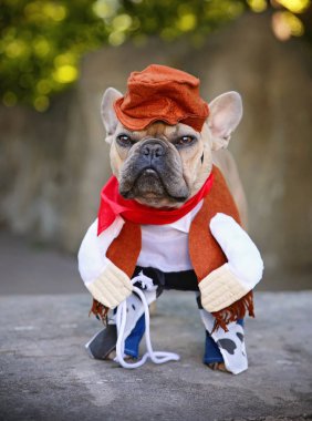 bir kement veya kement ile bir kovboy kıyafeti giymiş Fransız bulldog terrier