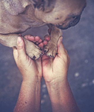 Fransız bulldog sahibini elinde onun pençeleri ile olan bir retro vintage instagram filtre tonda 