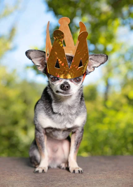 Niedlicher Chihuahua Mit Einer Großen Papierkrone Auf Dem Kopf — Stockfoto