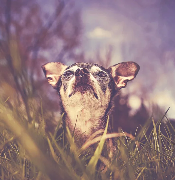 Carino Chihuahua Erba Molto Alta Guardando Cielo Blu Tonica Con — Foto Stock
