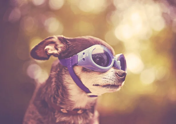 Niedlicher Chihuahua Sitzt Draußen Mit Blauer Brille Und Einem Retro — Stockfoto