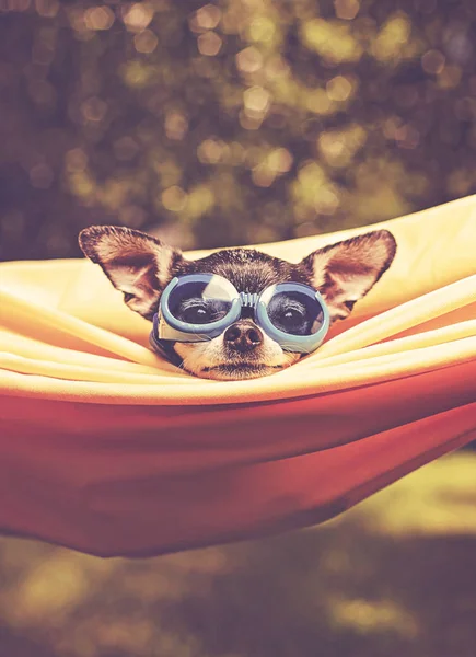 Söt Chihuahua Hängmatta Utanför Solen Varm Sommardag Tonas Med Retro — Stockfoto