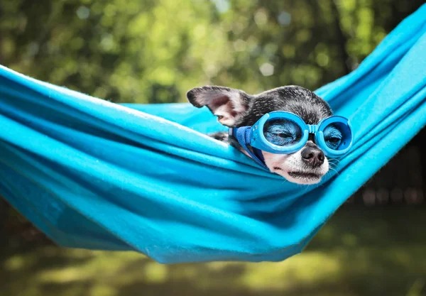 夏の暑い日に太陽の下で外のハンモックでかわいいチワワ — ストック写真