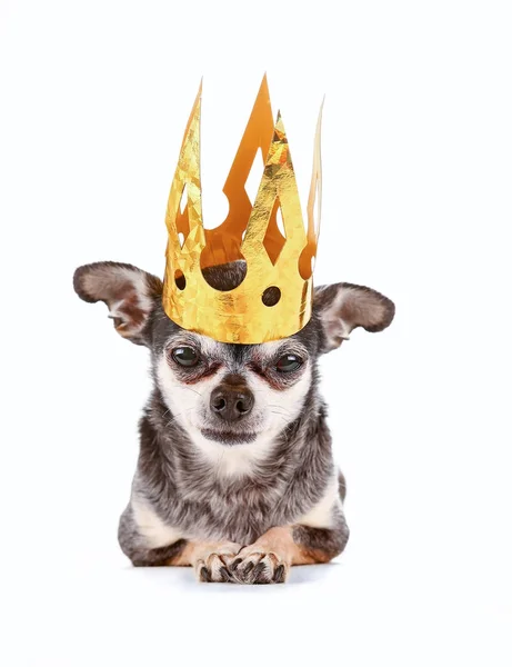 Carino Chihuahua Con Una Corona Carta Oro Isolato Uno Sfondo — Foto Stock