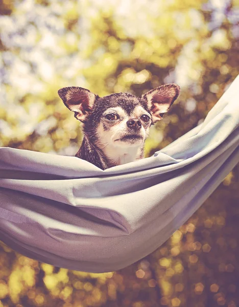 Chihuahua Bonito Uma Rede Fora Sol Dia Quente Verão Tonificado — Fotografia de Stock