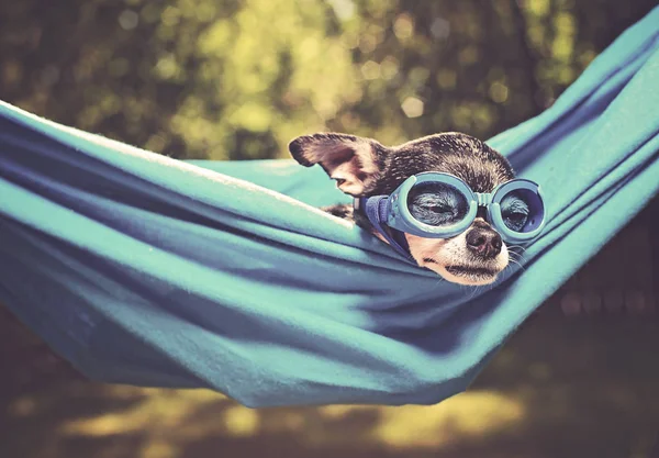 Niedlichen Chihuahua Einer Hängematte Draußen Der Sonne Einem Heißen Sommertag — Stockfoto