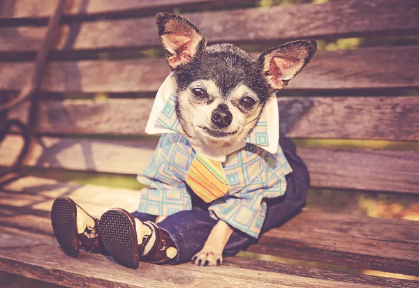 Chihuahua Bonito Vestindo Calças Uma Camisa Tonificada Com Filtro Instagram — Fotografia de Stock