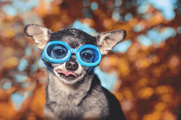 Chihuahua Bonito Vestindo Óculos Cutucando Sua Língua Tonificada Com Filtro — Fotografia de Stock