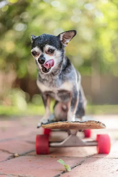 Mignon Petit Chihuahua Équitation Sur Skateboard Sur Chemin Dans Parc — Photo