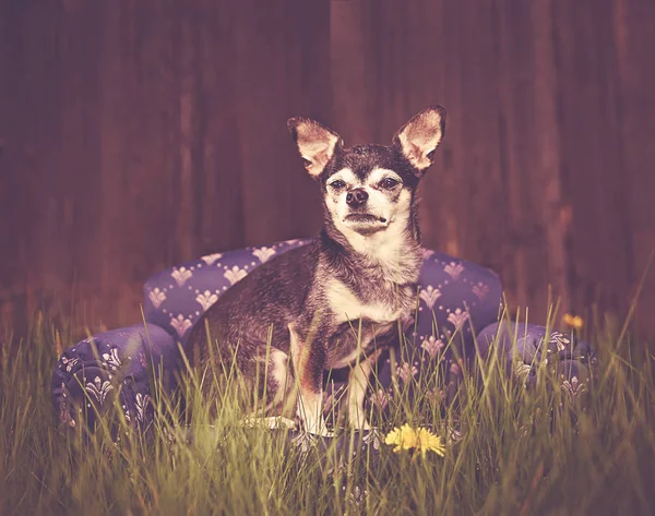 Cute Chihuahua Puppy Sitting Front Wooden Toned Retro Vintage Instagram — Stock Photo, Image